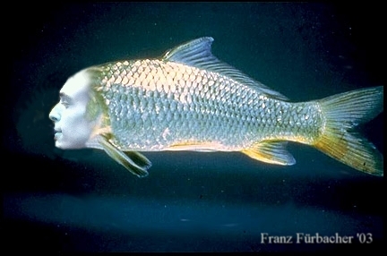 dies ist der Oli-Fisch